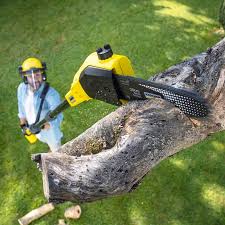 Best Tree Maintenance Programs  in Timber Pines, FL