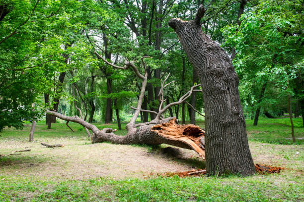 How Our Tree Care Process Works  in  Timber Pines, FL