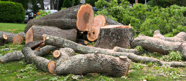 Timber Pines, FL Tree Care Company