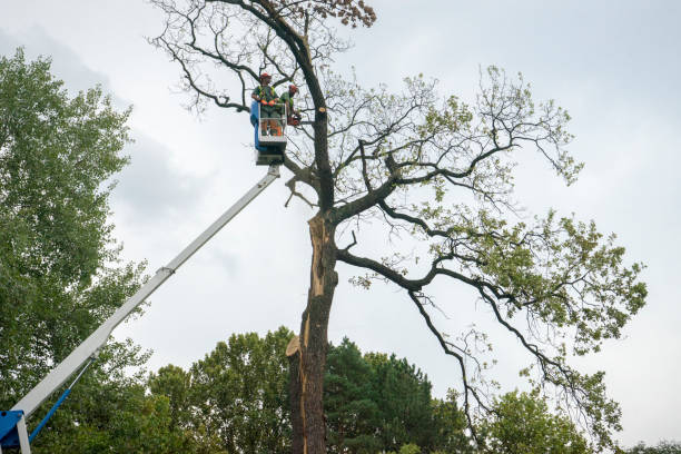 Best Leaf Removal  in Timber Pines, FL