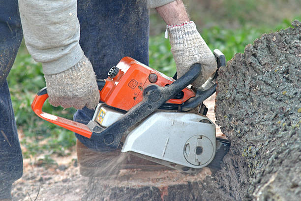 Best Lot and Land Clearing  in Timber Pines, FL