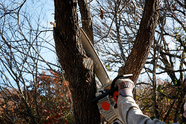 Best Tree Disease Treatment  in Timber Pines, FL