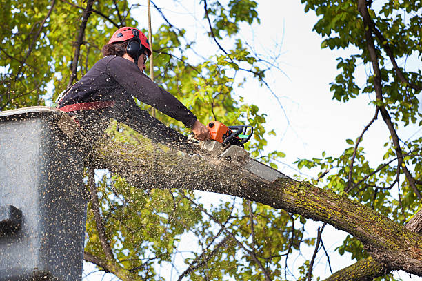 Best Tree Preservation Services  in Timber Pines, FL